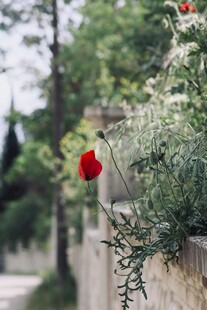 墙边绽放的艳丽虞美人