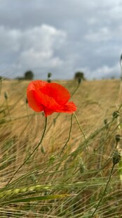 田野中的艳丽虞美人
