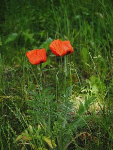 草丛中的两朵鲜艳虞美人