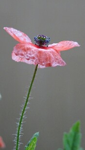 粉色斑点花朵特写