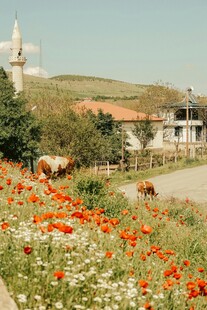 田园花海中的风车与牛群