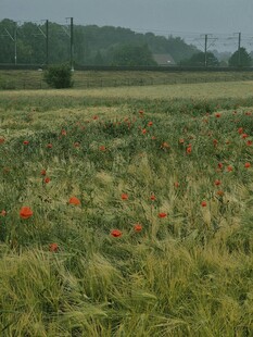 田野中的绚烂野花景观