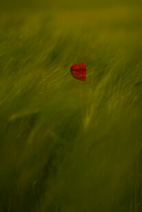 绿野中的独绽红花朵