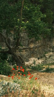 野外花丛中的自然景致