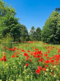 绚烂花海间的红火虞美人
