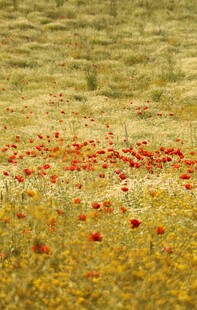 田野中的绚烂红色虞美人