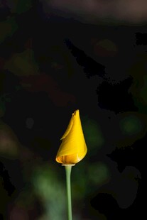 黄色单朵小花特写