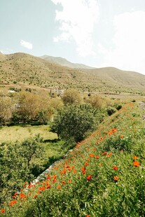 山间绚烂花田美景