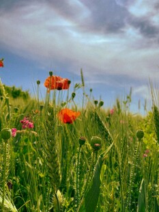 花海中的绚烂花朵
