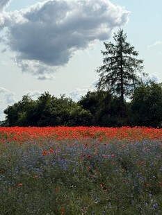 田野中的绚烂花海