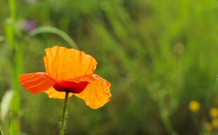 橙色虞美人花绽放于绿野