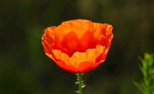 娇艳橙虞美人特写