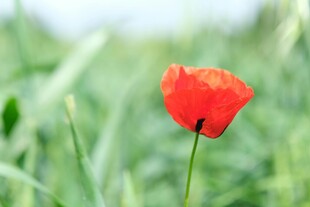 田野中绽放的鲜艳虞美人