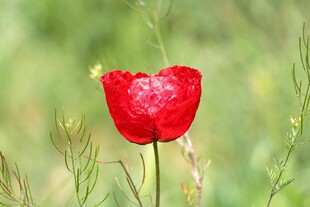 娇艳虞美人绽放于绿野