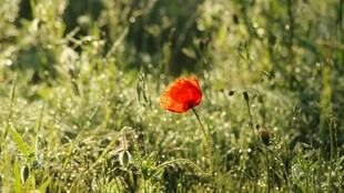 草丛中的艳丽虞美人