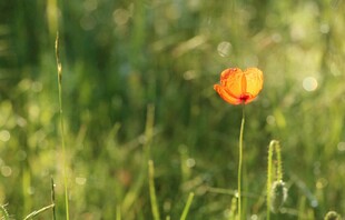 田野中绽放的鲜艳小花朵