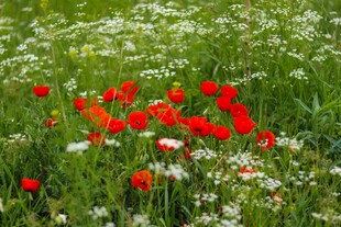 田野中绽放的鲜艳虞美人