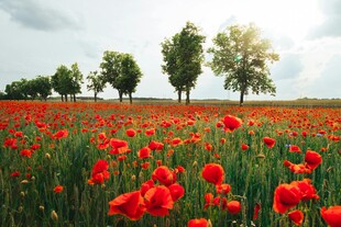 红色虞美人花海与远方树木