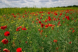 红色花海绽放于绿野间