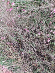 草丛中的粉色小花