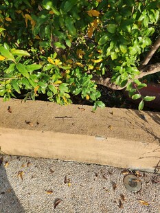 木板上的蚂蚁群