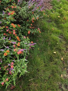 多彩花卉与翠绿草地景观