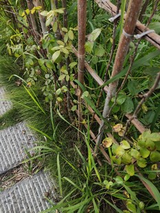 路边绿植生机勃勃的景象