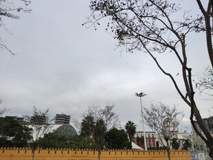 阴天城市树木景观