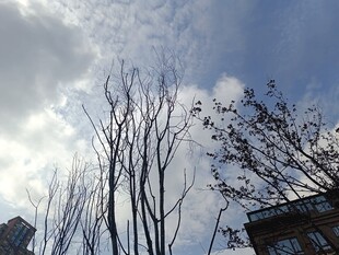 冬日枯树与蓝天白云场景