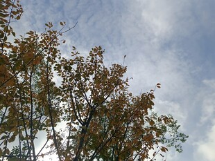 秋日树梢与蓝天白云