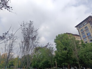 城市中的绿树与建筑物