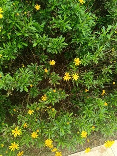 绿叶间的黄色小花绽放