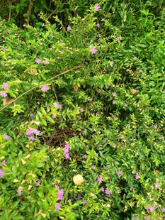 繁茂绿植中的零星小花