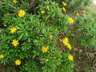 黄色小花绽放于绿意间