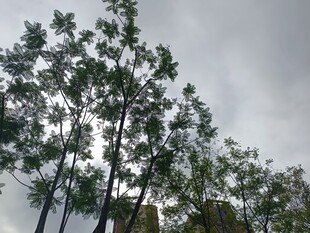 阴天中的高耸树木