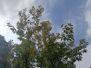 阳光下的绿树与蓝天