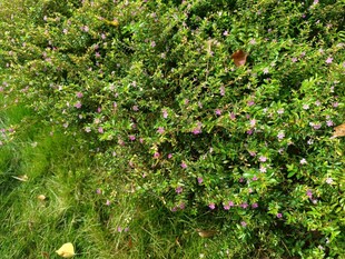 翠绿繁茂的低矮植物景观