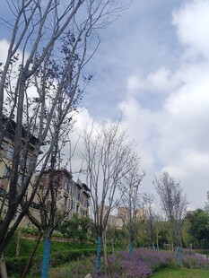 郊外小径旁的树木与蓝天