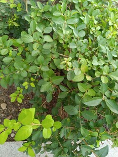 翠绿繁茂的绿植景观