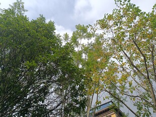 林间树梢与天空的景致