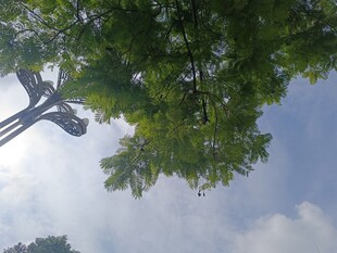 仰视绿树与路灯的天空