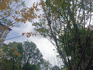 秋日林间树梢天空景致