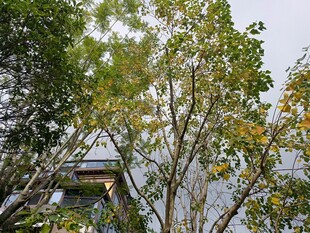 林间树影下的静谧建筑