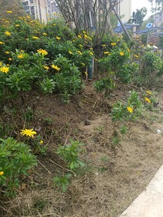 路边绽放的黄色花卉景观