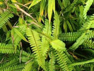 翠绿蕨类植物叶片特写