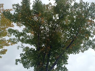 高大繁茂的绿树