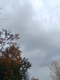 秋日多云天空下的树木