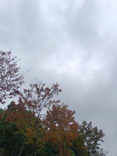 秋日树林上空的阴沉天空