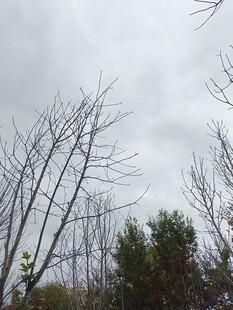 冬日枯树与葱郁植被对比