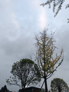 阴天里的挺拔树木